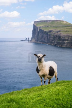 Photo for White Sheep with Black Spots on Streymoy Island, Tjornuvik, Faroe Islands - Royalty Free Image