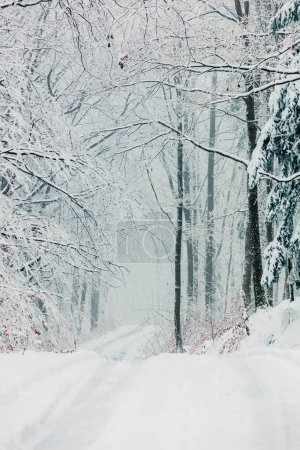 Foto de Snowy forest in december in Lower Silesia, Poland - Imagen libre de derechos