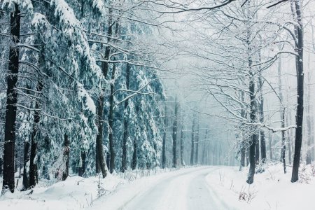 Téléchargez les photos : Snowy forest in december in Lower Silesia, Poland - en image libre de droit