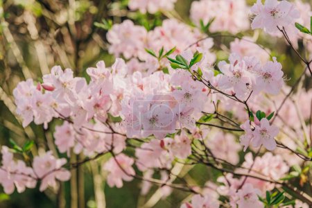 Téléchargez les photos : Fleur rose fleurs d'arbre dans le jardin au printemps - en image libre de droit