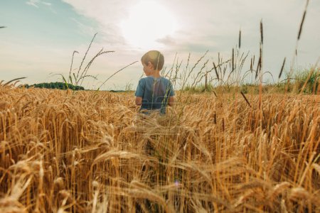 Photo for Little boy in blue shirt in yellow wheat field in summer time - Royalty Free Image