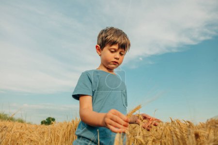 Foto de Niño en camisa azul en campo de trigo amarillo en verano - Imagen libre de derechos