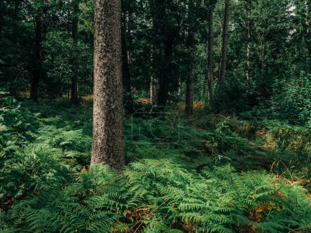 Foto de Troncos de pino y helechos en bosque de verano, Baja Silesia, Polonia - Imagen libre de derechos