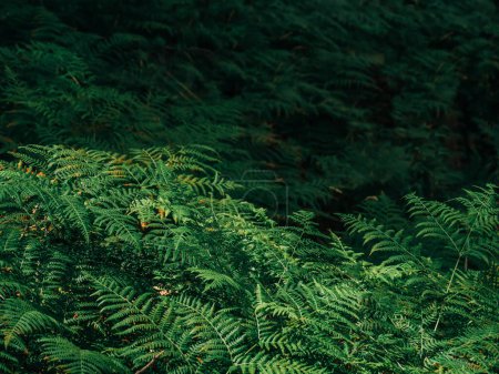 Foto de Vista de cerca de las hojas de helecho en el bosque - Imagen libre de derechos