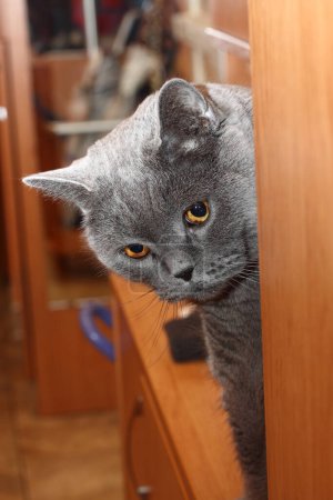 Photo for Prowling blue british shorthair cat - Royalty Free Image