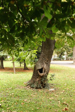 Foto de Un árbol en el parque con un hueco - Imagen libre de derechos