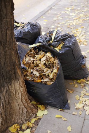 Foto de Hojas de otoño en bolsas de basura - Imagen libre de derechos