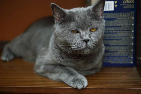 Téléchargez les photos : Un chat bleu britannique de près - en image libre de droit