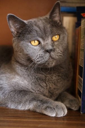 Photo for A british blue cat close up - Royalty Free Image
