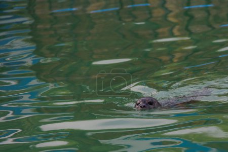Photo for Beautiful seal gris sea animal in the zoo - Royalty Free Image