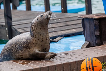 Photo for Beautiful seal gris sea animal in the zoo - Royalty Free Image