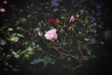 hermosa flor de rosa en un arbusto en un jardín de verano