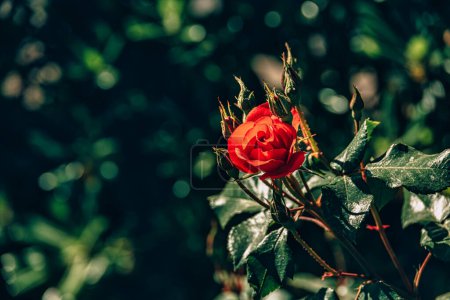 schöne Rosenblüte auf einem Strauch in einem Sommergarten