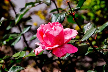 schöne Rosenblüte auf einem Strauch in einem Sommergarten