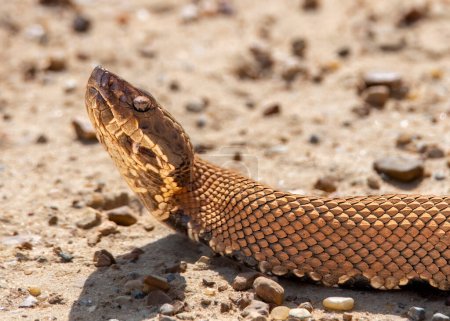 Image of a Cottonmouth Snake on the road in sunlight.