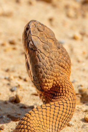 Téléchargez les photos : Image d'un serpent de Cottonmouth sur la route au soleil. - en image libre de droit