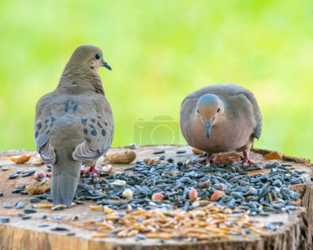 a pair of Mourning Doves Eating Bird Food.