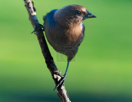 Brown Hesed Cowbird perched on a tree branch outdoors.