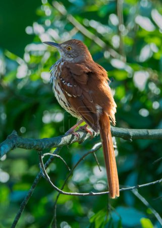 Photo for Brown Thrasher perched on a tree branch looking left. - Royalty Free Image