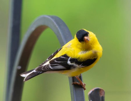 Gold Finch Perched on a metal shepherds hook looking right.