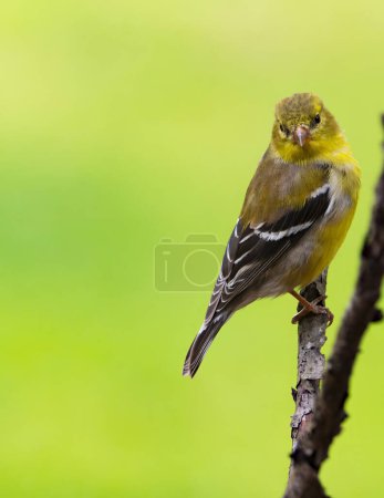 Gold Finch Perched on a tree branch looking right.