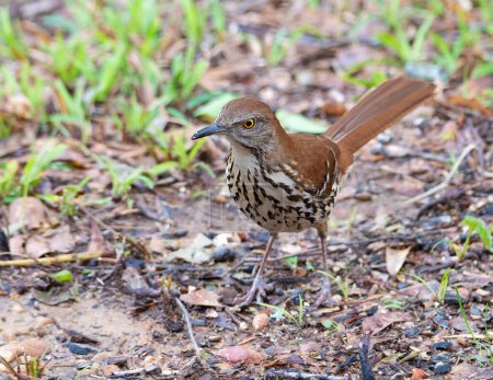 Photo for Brown Thrasher perched on the ground looking at the camera. - Royalty Free Image