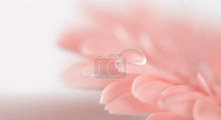 Téléchargez les photos : Focus doux Fleur avec goutte d'eau. Nature fond horizontal long. - en image libre de droit