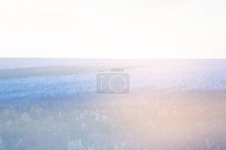 Photo for Soft focus blur fog smoke light wheat field landscape. Pastel color tone. - Royalty Free Image