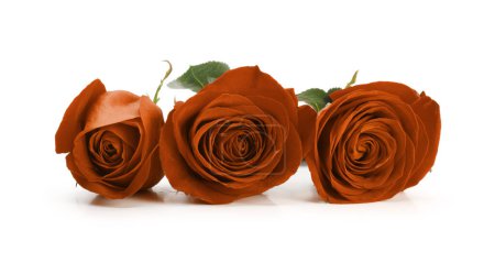 Téléchargez les photos : Trois fleurs roses brun rouge sur fond blanc. - en image libre de droit