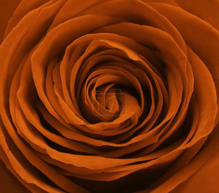 Photo for Close up Tred brown rose flowers background. - Royalty Free Image