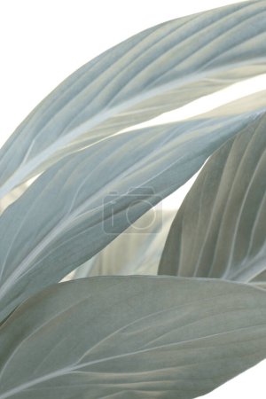 Photo for Texture gray, beige leaf copy space nature background. Selective soft focus - Royalty Free Image