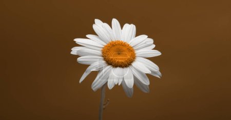 Téléchargez les photos : Bouquet de camomille blanche sur fond horizontal brun beige. - en image libre de droit