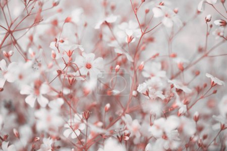Photo for Soft focus blur White flower. Fog smoke pink nature horizontal copy space background. - Royalty Free Image