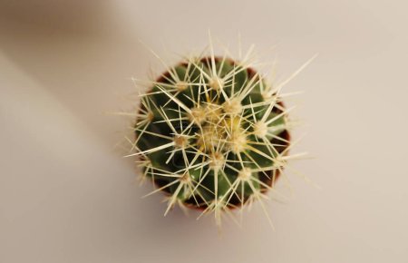 Foto de Selective soft focus. Cactus succulent plant. Minimalism macro still life. Top view. Beige color tone. - Imagen libre de derechos