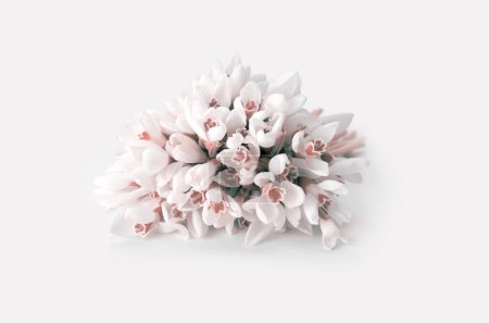 Téléchargez les photos : White snowdrop flower bunch on light beige background. - en image libre de droit
