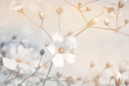 Photo for Smoke soft focus flower twig. Fog nature horizontal copy space beige background. - Royalty Free Image