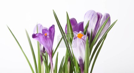 Téléchargez les photos : Violet crocus fleur de chute de neige sur fond clair. - en image libre de droit