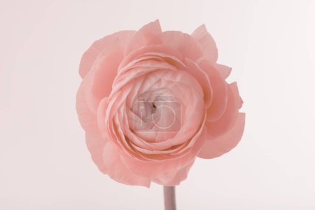 Photo for Smoke soft Beige pink anemone flower on light background. - Royalty Free Image
