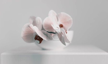 Téléchargez les photos : Smoke Pink phalaenopsis fleur d'orchidée dans un bol à l'intérieur gris. Mise au point sélective. Nature morte minimaliste. Fond clair et ombre. - en image libre de droit