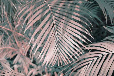 Hoja de palma en plantas de bosque tropical. Naturaleza gris, beige, rosa fondo de color.
