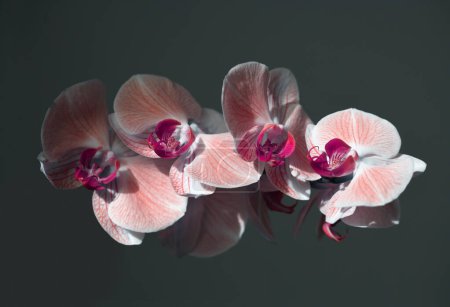 Foto de Flor de orquídea phalaenopsis rosa en oscuro. Enfoque suave selectivo. Bodegón minimalista. Luz y sombra naturaleza fondo. - Imagen libre de derechos