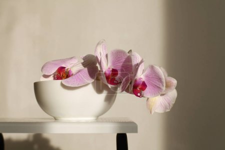 Foto de Flor de orquídea phalaenopsis rosa en un tazón en el interior de la noche. Enfoque suave selectivo. Arte minimalista naturaleza muerta. Fondo de luz y sombra. - Imagen libre de derechos