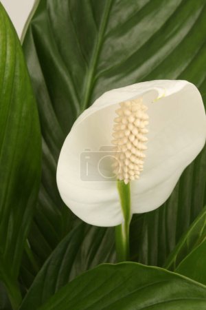 Photo for Selective soft focus Spathiphyllum flower bud with green leaf. Nature background. - Royalty Free Image