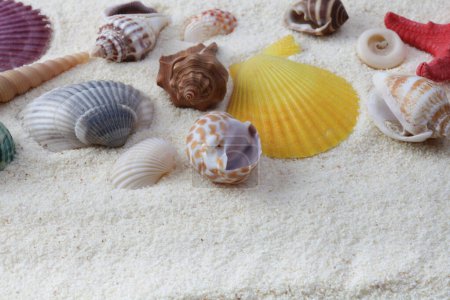 Téléchargez les photos : Étoile de mer et coquille sur sable copie espace nature fond. - en image libre de droit