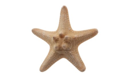 Photo for Beige starfish isolated on white background. - Royalty Free Image