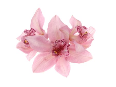 Téléchargez les photos : Fleur rose d'orchidée phalaenopsis sur fond blanc isolé. - en image libre de droit