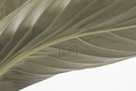 Foto de Enfoque suave gris marrón naturaleza hoja copia espacio fondo. - Imagen libre de derechos