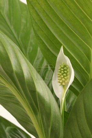 Photo for White Spathiphyllum flower bud with green leaf. - Royalty Free Image