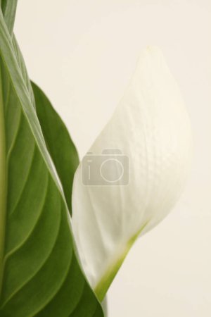 Photo for White Spathiphyllum flower bud with green leaf on light beige - Royalty Free Image