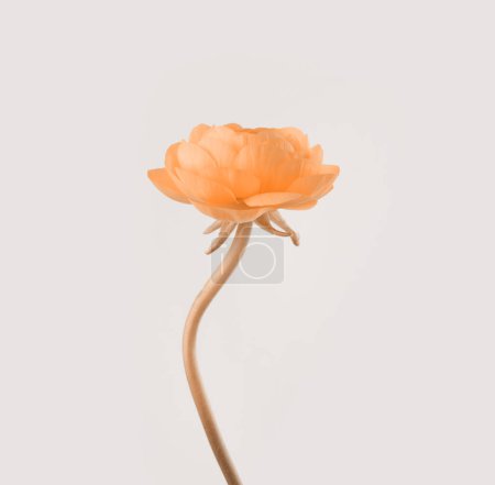 Téléchargez les photos : Fleur d'anémone orange rose sur fond beige clair neutre. - en image libre de droit
